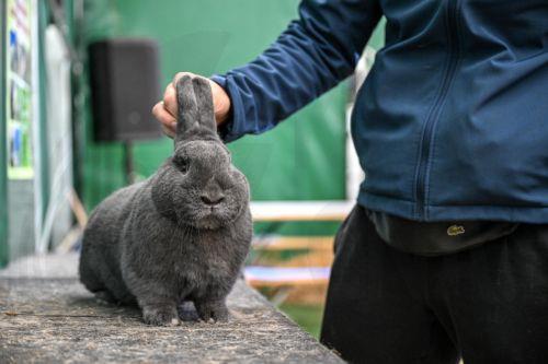epa11645077 A rabbit is presented during the 8th National Rabbit Exhibition as part of the Autumn Garden Fair at the Podkarpacki Agricultural Advisory Center in Boguchwala, southeastern Poland, 06 October 2024. The 19th Autumn Garden Fair gathers hundreds of horticultural exhibitors and breeders from across the country from 05 until 06 October in...