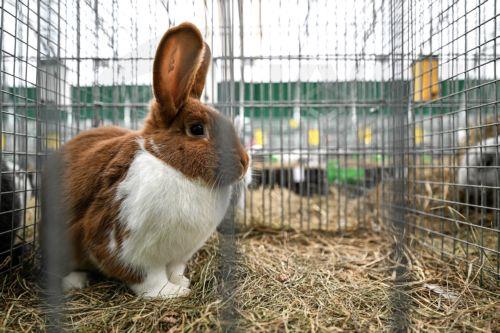 epa11645099 A rabbit is presented during the 8th National Rabbit Exhibition as part of the Autumn Garden Fair at the Podkarpacki Agricultural Advisory Center in Boguchwala, southeastern Poland, 06 October 2024. The 19th Autumn Garden Fair gathers hundreds of horticultural exhibitors and breeders from across the country from 05 until 06 October in...