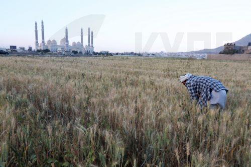 epa11659317 A farmer inspects a field of wheat shortly before the harvest season in Sana'a, Yemen, 14 October 2024. Reduced rainfall in October across various areas of Yemen can hinder crop maturation, delay harvests, or result in lower-quality yields, including wheat and vegetables, as the Arab country's agricultural sector is still undeveloped, according...