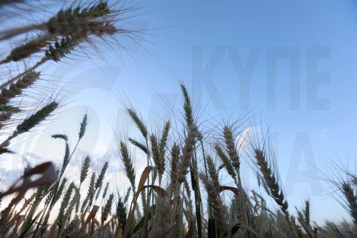 epa11659327 Close-up view of wheat ears at a field shortly before the harvest season in Sana'a, Yemen, 14 October 2024. Reduced rainfall in October across various areas of Yemen can hinder crop maturation, delay harvests, or result in lower-quality yields, including wheat and vegetables, as the Arab country's agricultural sector is still undeveloped,...