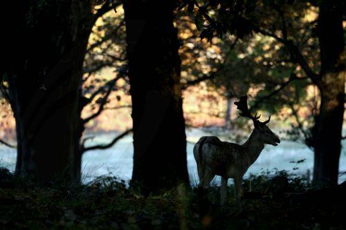 epa11679519 A stag in the morning mist in Richmond Park in London, Britain, 24 October 2024. Richmond Park is a National Nature Reserve and home to over 630 red and fallow deer who have been roaming freely since 1637.  EPA/NEIL HALL