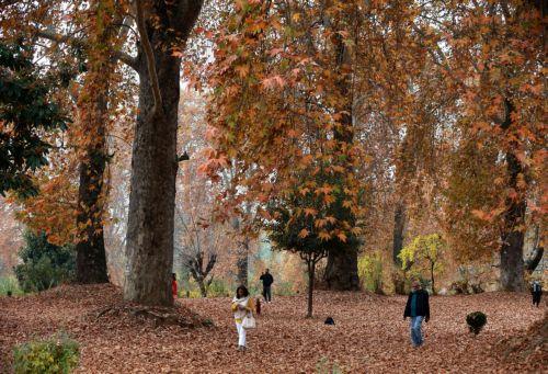 epa11718009 Tourists walk on fallen Chinar tree leaves inside a garden during autumn in Srinagar, the summer capital of Indian Kashmir, 13 November 2024. With the onset of autumn, the weather in Kashmir is getting colder by the day.  EPA/FAROOQ KHAN