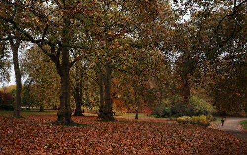 epa11720882 Autumn colour at St.Jamesâ€™s Park in London, Britain, 14 November 2024.  EPA/ANDY RAIN