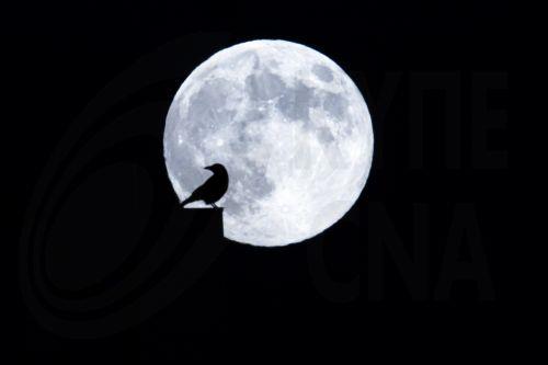 epaselect epa11723896 A bird is silhouetted against the full moon rising over Zurich, Switzerland 15 November 2024 (issued 16 November 2024).  EPA/MICHAEL BUHOLZER