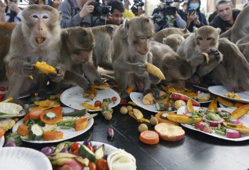 epa11737729 Captured monkeys eat various kinds of fruits, vegetables, and desserts during the annual Monkey Banquet held inside an enclosure at Lopburi Zoo in Lopburi, some 180km from Bangkok, central Thailand, 24 November 2024. The annual gala has been organized since 1989 by Lopburi's entrepreneur Yongyuth Kitwatananusont, offering all-you-can-eat fruits,...