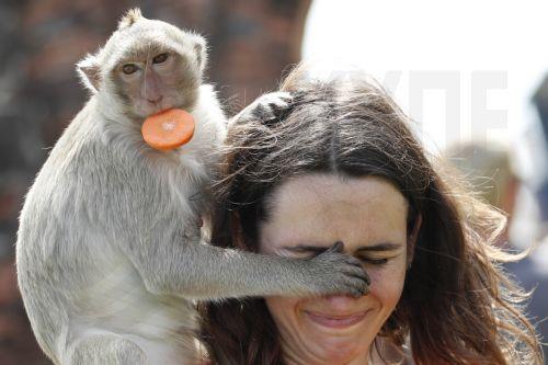 epaselect epa11737701 A monkey is being fed by a foreign tourist during the annual Monkey Banquet at Phra Prang Sam Yod ancient temple in Lopburi, some 180km from Bangkok, central Thailand, 24 November 2024. The annual gala has been organized since 1989 by Lopburi's entrepreneur Yongyuth Kitwatananusont, offering all-you-can-eat fruits, vegetables, and...