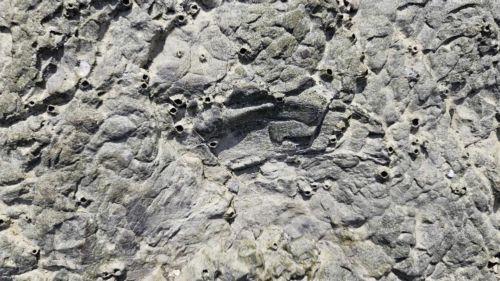 epa11759642 An undated handout photo made available by the Korea Heritage Service shows a dinosaur skeletal fossil newly found in an island off Yeosu, South Korea (issued 06 December 2024). The agency said it has discovered about 60 dinosaur skeletal fossils in the Yeosu area since July.  EPA/Korea Heritage Service / HANDOUT SOUTH KOREA OUT
BEST QUALITY...