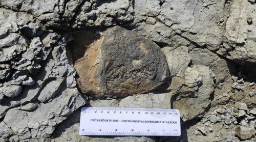 epa11759641 An undated handout photo made available by the Korea Heritage Service shows a dinosaur skeletal fossil newly found in an island off Yeosu, South Korea (issued 06 December 2024). The agency said it has discovered about 60 dinosaur skeletal fossils in the Yeosu area since July.  EPA/Korea Heritage Service / HANDOUT SOUTH KOREA OUT
BEST QUALITY...