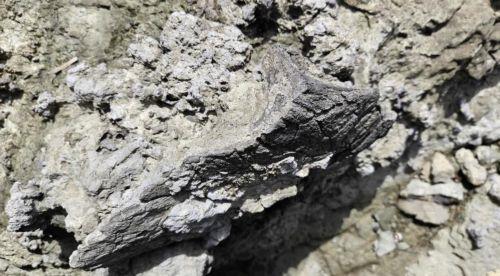 epa11759643 An undated handout photo made available by the Korea Heritage Service shows a dinosaur skeletal fossil newly found in an island off Yeosu, South Korea (issued 06 December 2024). The agency said it has discovered about 60 dinosaur skeletal fossils in the Yeosu area since July.  EPA/Korea Heritage Service / HANDOUT SOUTH KOREA OUT
BEST QUALITY...