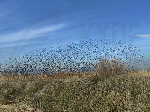 Πουλιά πετούν στον υγρότοπο μεταξύ Ναυπλίου και Νέας Κίου στην Αργολίδα, Κυριακή 2 Φεβρουαρίου 2025. Στις 2 Φεβρουαρίου 1971 υπογράφτηκε η Σύμβαση για τους Υγροτόπους στην πόλη Ραμσάρ του Ιράν. Υγρότοποι χαρακτηρίζονται τα δέλτα, τα έλη, οι λίμνες, οι λιμνοθάλασσες, οι πηγές, οι εκβολές, οι ποταμοί και οι τεχνητές λίμνες. Η συνθήκη Ραμσάρ αποσκοπεί στην...