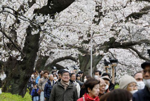 epa12001292 Visitors stroll beneath cherry blossoms in full bloom at Chidorigafuchi Moat in Tokyo, Japan, 31 March 2025. According to data released by the Japan National Tourism Organization (JNTO), the number of foreign visitors to Japan in February was 3,258,100, up 16.9 percent from the same month last year, setting a new record for the month of...