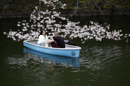 epa12001295 People rowing a boat enjoy the view of cherry blossoms in full bloom at Chidorigafuchi Moat in Tokyo, Japan, 31 March 2025. According to data released by the Japan National Tourism Organization (JNTO), the number of foreign visitors to Japan in February was 3,258,100, up 16.9 percent from the same month last year, setting a new record for the...