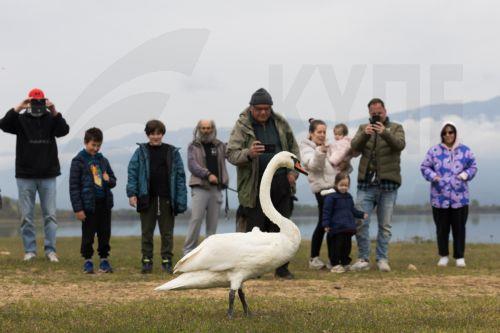 Ένας βουβόκυκνος τη στιγμή που απελευθερώνεται στο πλαίσιο εκδήλωσης επανένταξης άγριων ζώων στη Λίμνη Κερκίνης, Μεγάλη Δευτέρα 14 Απριλίου 2025. Τη δράση συνδιοργανώνει ο Σύλλογος Περίθαλψης & Προστασίας Άγριων Ζώων «Αλκυόνη» και η «Δράση για την άγρια ζωή» με τη συνδρομή της Μ.Δ. Προστατευόμενων Περιοχών Κεντρικής Μακεδονίας του Ο.ΦΥ.ΠΕ.Κ.Α. και της...