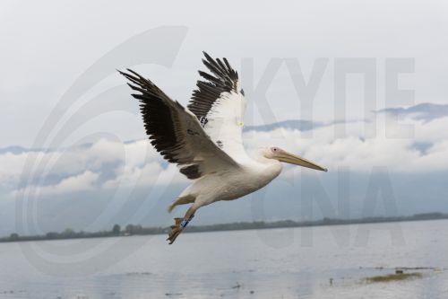 Ροδοπελεκάνος φτερουγίζει τη στιγμή της απελευθέρωσης του στο πλαίσιο εκδήλωσης επανένταξης άγριων ζώων στη Λίμνη Κερκίνης, Μεγάλη Δευτέρα 14 Απριλίου 2025. Τη δράση συνδιοργανώνει ο Σύλλογος Περίθαλψης & Προστασίας Άγριων Ζώων «Αλκυόνη» και η «Δράση για την άγρια ζωή» με τη συνδρομή της Μ.Δ. Προστατευόμενων Περιοχών Κεντρικής Μακεδονίας του Ο.ΦΥ.ΠΕ.Κ.Α....