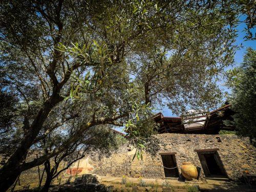 epa12169787 A view of the green area at the so-called House of the Garden of Herculesâ€”also known as the 'Perfumerâ€™s House'â€”in the Pompeii Excavations, Naples, Italy, 11 June 2025. A botanical and historical enhancement project has been completed at the site, believed to have been involved in the production and trade of scented essences during Roman...