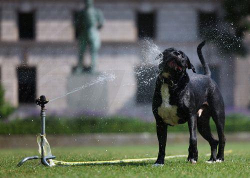 epaselect epa12185049 A dog enjoys getting splashed with water from a grass sprinkler during the hot weather in Parliament Square in London, Britain, 19 June 2025. A heatwave is expected in Britain and Ireland, with temperatures expected to rise up to 32 degrees Celsius this week.  EPA/ANDY RAIN