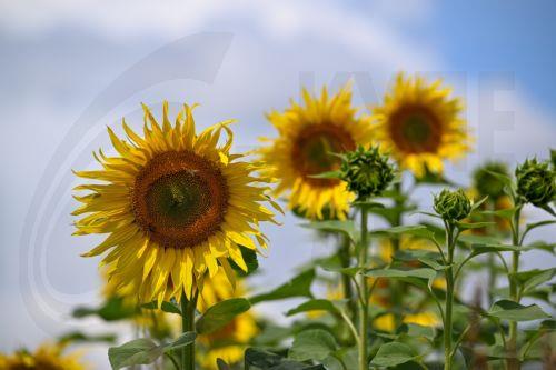 epa12248991 Sunflowers bloom in a field in Wierzawice village, southeastern Poland, 20 July 2025.  EPA/DAREK DELMANOWICZ POLAND OUT