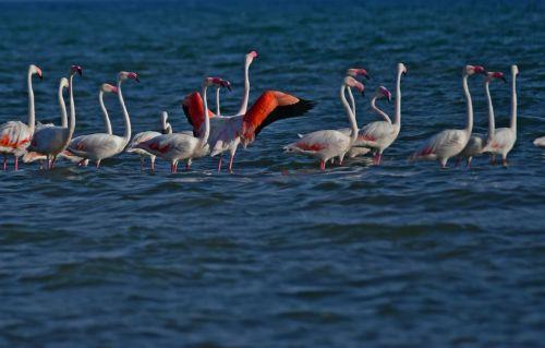 epa12266860 A flock of flamingos rests in the wetlands of Nea Kios in Nafplio, Peloponnese, Greece, 27 July 2025.The autumn migration of birds is in progress.  EPA/BOUGIOTIS EVANGELOS