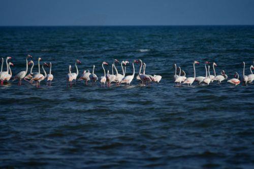 epa12266861 A flock of flamingos rests in the wetlands of Nea Kios in Nafplio, Peloponnese, Greece, 27 July 2025.The autumn migration of birds is in progress.  EPA/BOUGIOTIS EVANGELOS