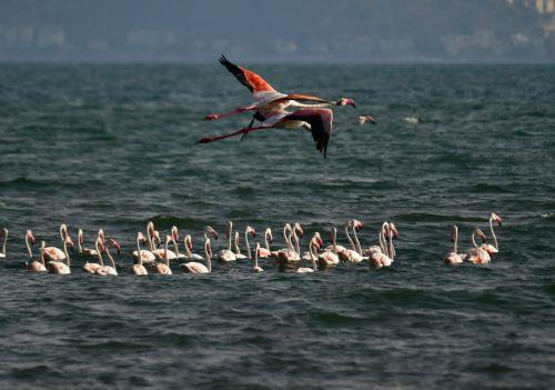 epa12266894 Flamingos fly to join their flock in the wetlands of Nea Kios in Nafplio, Peloponnese, Greece, 27 July 2025.The autumn migration of birds is in progress.  EPA/BOUGIOTIS EVANGELOS