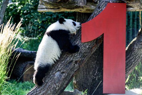 epa12316083 One of the Berlin panda twins Leni and Lotti  climbs next to a cutout of the number one, placed in their enclosure as they celebrate their first birthday at the Berlin Zoo in Berlin, Germany, 22 August 2025.  EPA/Filip Singer