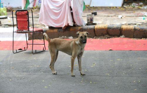 epaselect epa12316308 A stray dog walks on the street following the verdict that modified the earlier order to relocate stray dogs in New Delhi, India, 22 August 2025. The Supreme Court modified the earlier order passed by its two-judge bench on 11 August and ordered that the stray dogs which are picked up must be released back to the same area from where...
