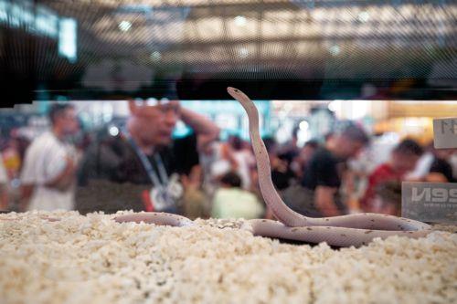 epa12316533 A snake stands on display at Pet Fair Asia 2025, in Shanghai, China, 22 August 2025. The 27th edition of Pet Fair Asia, the largest exhibition for the pet industry in the Asia-Pacific region and one of the largest globally, is scheduled to take place in Shanghai from 20 to 24 August, featuring over 2,500 exhibitors showcasing the latest...