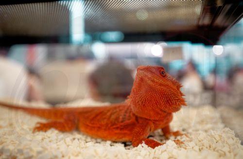 epa12316538 A reptile stands on display at Pet Fair Asia 2025, in Shanghai, China, 22 August 2025. The 27th edition of Pet Fair Asia, the largest exhibition for the pet industry in the Asia-Pacific region and one of the largest globally, is scheduled to take place in Shanghai from 20 to 24 August, featuring over 2,500 exhibitors showcasing the latest...