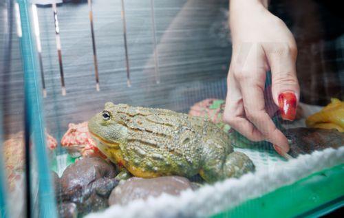 epa12316539 A woman pets a frog on display at Pet Fair Asia 2025, in Shanghai, China, 22 August 2025. The 27th edition of Pet Fair Asia, the largest exhibition for the pet industry in the Asia-Pacific region and one of the largest globally, is scheduled to take place in Shanghai from 20 to 24 August, featuring over 2,500 exhibitors showcasing the latest...