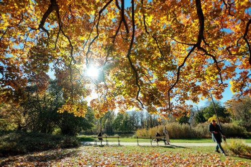 epa12467426 A person walks under autumn leaves at a park in Warsaw, Poland, 20 October 2025  EPA/Szymon Pulcyn POLAND OUT