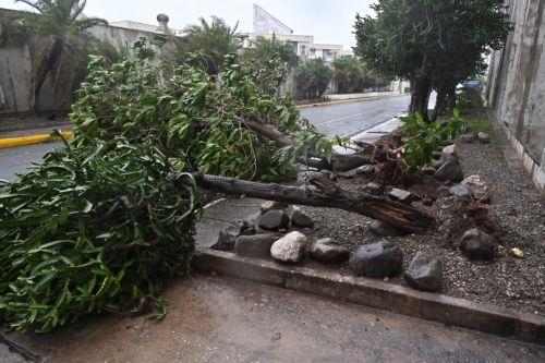 epaselect epa12488147 Fallen trees on a road caused by Hurricane Melissa in Kingston, Jamaica, 28 October 2025. Hurricane Melissa made landfall in Jamaica with maximum sustained winds of nearly 295 kilometers per hour (185 miles per hour), torrential rains, and storm surges that threaten to cause flooding and damage.  EPA/Rudolph Brown