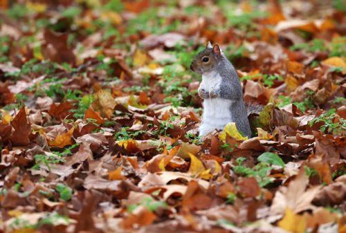 epa12502421 A grey squirrel roams among autumn leaves in St. James's Park, London, Britain, 04 November 2025.  EPA/ANDY RAIN