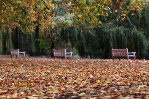 epa12502422 Park benches amidst autumn leaves in St. James's Park, London, Britain, 04 November 2025.  EPA/ANDY RAIN