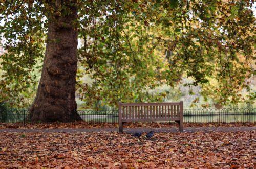 epa12502425 A park bench amidst autumn leaves in St. James's Park, London, Britain, 04 November 2025.  EPA/ANDY RAIN