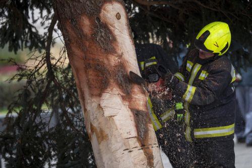 epa12545695 A fireman trims the trunk of a pine to be erected as the Christmas tree of the country in Kossuth Square at the parliament building in Budapest, Hungary, 24 November 2025. The 23-meter-tall and 40-year-old blue spruce was picked from a selection of 31 pines and transported from the northeastern county of Szabolcs-Szatmar-Bereg.  EPA/Zoltan...