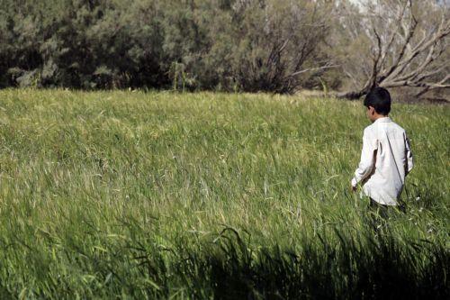 epa12562929 A boy walks through a barley field before the harvest season in Sana'a, Yemen, 01 December 2025. The Food and Agriculture Organization (FAO) has developed a plan for Yemen to mobilize more than 260 million US dollars to support approximately 1.34 million households (9.38 million people) across the conflict-ravaged country, focusing on restoring...