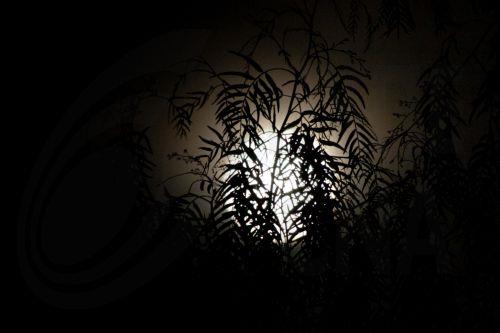 epa12570974 A silhouette of a tree forms as the full moon rises behind it in Santiago, Chile, 04 December 2025. This is the last supermoon of the year, when the Moon, due to its proximity to Earth, appears up to 15 percent larger and brighter than usual.  EPA/AILEN DIAZ