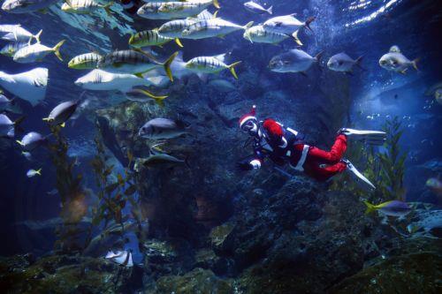 epa12600418 A Thai diver dressed as Santa Claus dives next to various kinds of fishes during an underwater feeding special event to celebrate Christmas at Sea Life Bangkok aquarium in Bangkok, Thailand, 18 December 2025. The Santa Dive underwater feeding sharks and rays performance is held to celebrate Christmas and attract tourists, and it will run until...