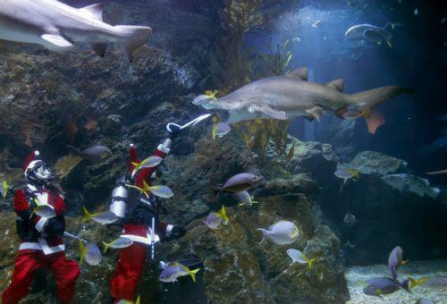 epa12600419 Thai divers dressed as Santa Claus feed sharks during an underwater feeding special event to celebrate Christmas at Sea Life Bangkok aquarium in Bangkok, Thailand, 18 December 2025. The Santa Dive underwater feeding sharks and rays performance is held to celebrate Christmas and attract tourists, and it will run until 25 December 2025. ...