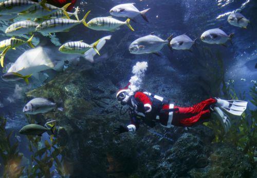 epa12600421 A Thai diver dressed as Santa Claus dives next to various kinds of fishes during an underwater feeding special event to celebrate Christmas at Sea Life Bangkok aquarium in Bangkok, Thailand, 18 December 2025. The Santa Dive underwater feeding sharks and rays performance is held to celebrate Christmas and attract tourists, and it will run until...