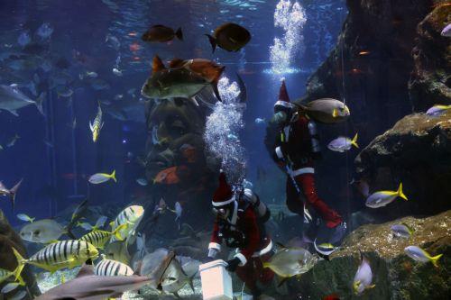 epa12600424 Thai divers dressed as Santa Claus feed fishes during an underwater feeding special event to celebrate Christmas at Sea Life Bangkok aquarium in Bangkok, Thailand, 18 December 2025. The Santa Dive underwater feeding sharks and rays performance is held to celebrate Christmas and attract tourists, and it will run until 25 December 2025. ...