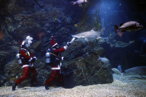 epa12600425 Thai divers dressed as Santa Claus feed sharks during an underwater feeding special event to celebrate Christmas at Sea Life Bangkok aquarium in Bangkok, Thailand, 18 December 2025. The Santa Dive underwater feeding sharks and rays performance is held to celebrate Christmas and attract tourists, and it will run until 25 December 2025. ...