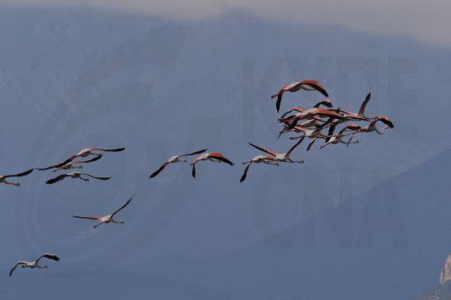 Πανέμορφα πτηνά το είδος φλαμίνγκο, προσγειώθηκαν στον Υδροβιότοπο του Ναυπλίου για να ξεκουραστούν κατά το ταξίδι τους σε θερμότερα μέρη, Παρασκευή 26 Δεκεμβρίου 2025. ΑΠΕ-ΜΠΕ /ΑΠΕ-ΜΠΕ/ΜΠΟΥΓΙΩΤΗΣ ΕΥΑΓΓΕΛΟΣ