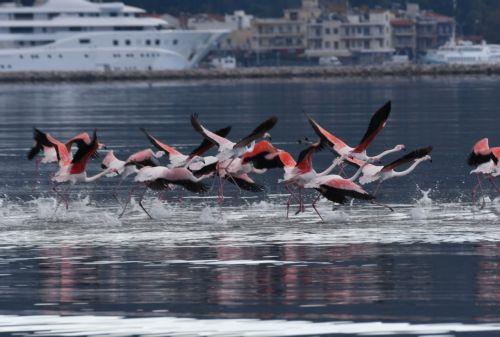 Πανέμορφα πτηνά το είδος φλαμίνγκο, προσγειώθηκαν στον Υδροβιότοπο του Ναυπλίου για να ξεκουραστούν κατά το ταξίδι τους σε θερμότερα μέρη, Παρασκευή 26 Δεκεμβρίου 2025. ΑΠΕ-ΜΠΕ /ΑΠΕ-ΜΠΕ/ΜΠΟΥΓΙΩΤΗΣ ΕΥΑΓΓΕΛΟΣ