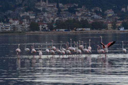 Πανέμορφα πτηνά το είδος φλαμίνγκο, προσγειώθηκαν στον Υδροβιότοπο του Ναυπλίου για να ξεκουραστούν κατά το ταξίδι τους σε θερμότερα μέρη, Παρασκευή 26 Δεκεμβρίου 2025. ΑΠΕ-ΜΠΕ /ΑΠΕ-ΜΠΕ/ΜΠΟΥΓΙΩΤΗΣ ΕΥΑΓΓΕΛΟΣ