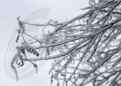 epa12639144 Ice-covered branches are seen afterthe night's ice-rain and hard frost that followed it in Kyiv, Ukraine, 09 January 2026, amid the ongoing Russian invasion. The Ukrainian capital faces hard electricity and heating cut-offs due to the massive combined drone and missile attacks as freezing temperatures of up to minus 25 degrees Celsius are...
