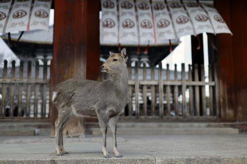 epa12648115 A wild deer stands near Todai-ji temple in Nara, western Japan, 14 January 2026. According to the latest survey by the General Foundation Nara Deer Preservation Foundation in 2025, the deer population reached 1,465 in Nara Park. The deer number has increased for four consecutive years, reaching its highest level since the current survey began in...