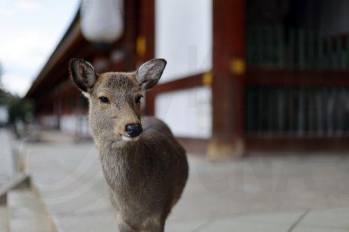epa12648114 A wild deer stands in the surroundings of Todai-ji temple in Nara, western Japan, 14 January 2026. According to the latest survey by the General Foundation Nara Deer Preservation Foundation in 2025, the deer population reached 1,465 in Nara Park. The deer number has increased for four consecutive years, reaching its highest level since the...