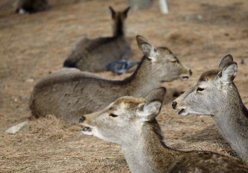 epa12648119 Wild deer rest on the ground at Nara park in Nara, western Japan, 14 January 2026. According to the latest survey by the General Foundation Nara Deer Preservation Foundation in 2025, the deer population reached 1,465 in Nara Park. The deer number has increased for four consecutive years, reaching its highest level since the current survey began...