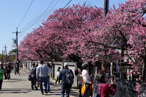 epa12703726 People take photos of blooming cherry blossoms at Yangmingshan National Park in Taipei, Taiwan, 04 February 2026. Several varieties of cherry blossoms grow across the country, flowering from January to April, with some of the most popular viewing spots being Yangmingshan National Park, Wuling Farm, Alishan and Sun Moon Lake.  EPA/RITCHIE B. TONGO